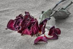 Red Rose - Nigel Streatfield