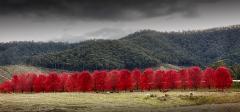 Red Trees - Jan Glover