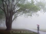 Red Umbrella C Barlow-gigapixel-hq-scale-2 00x - ... ...