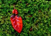Red leaf - ... ...
