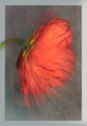 Red poppy - Maria Mazo