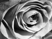 Red rose - Shane Clarkson