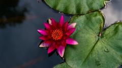 Red water lily - Robyn Miller