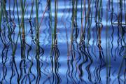 Reeds-Rainbow-Lake - Jan Glover