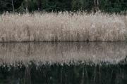 Reed Reflections - Guy Machan