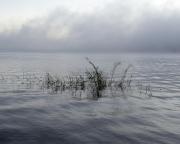 Reeds at dawn - Maureen Rogers