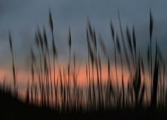 Reeds in the wind - Carol Abbott
