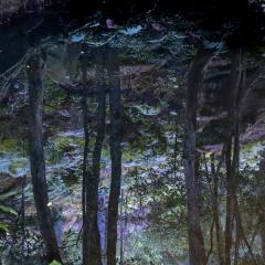 Reflections - Heather Miles