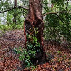 Regrowth - Robyn Miller