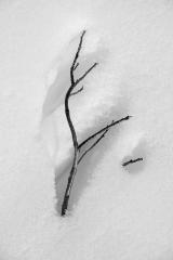 Resilient - Maria Mazo