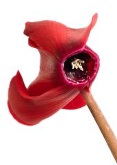 Rich red - Maureen Rogers