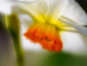 Roadside-flora-Rydal - Janice Gursanscky