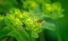 Robber fly in green flower - Maria Mazo