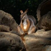 RockWallaby Collisbird - Tim Collisbird