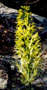 Rock orchid (1 of 1) - Guy Machan