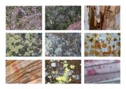 Dangar Textures - Maureen Rogers