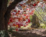 Rookwood Cemetery 24.10.23-231024-79869 - Donald Gould