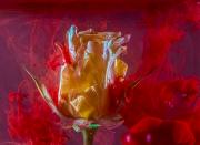 Rose and Ink 1 - Fran Brew