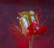 Rose and Ink 2 - Fran Brew