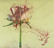 Rose and ink - Fran Brew