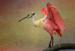 Roseate Spoonbill - Kerry Boytell