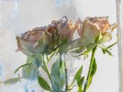 Roses-4 - Janice Gursanscky