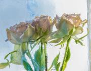 Roses-5 - Janice Gursanscky