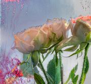 Roses-6 - Janice Gursanscky