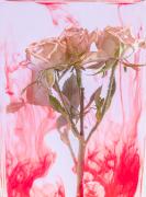 Roses-7 - Janice Gursanscky