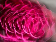 Rosy procession - Shane Clarkson