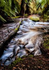 Russel Falls Creek - Steve Mullarkey
