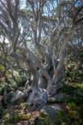 S2-Snow Gum - Leigh Hall