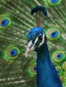 SM Im so pretty BHandley-gigapixel-hq-scale-2 00x - ... ...
