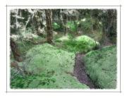 SM Mossy Wal Lamberth-gigapixel-hq-scale-2 00x - ... ...