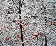 SM Red Leaves and snow J Gl - ... ...