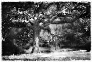 SM Tree and swing JGlover - ... ...