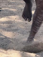 Sand Dancing - Alan Sutton