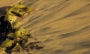 Sand seaweeds-gigapixel-hq-scale-2 00x - ... ...