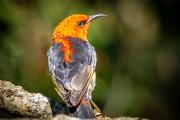 Scarlet Honey-eater - Leigh Hall