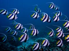 Scoolin Bannerfish - Sandy Jacka