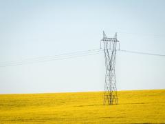 Sculpture-in-the-Canola - Judy Warburton