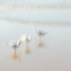 Seagull Ballet - Fran Brew