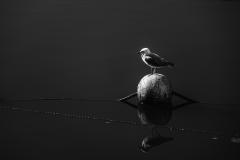 Seagull on the Yarra - Nigel Streatfield