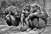 See No Evil - ... ...
