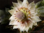 Serraria - ... ...