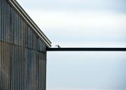 Shed-and-bird Gallery - ... ...