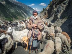 Shepherd - Hemant Kogekar