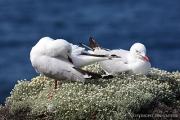 Silver Gulls Jan GLover - ... ...