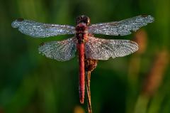 Skimmer with dew - Maria Mazo
