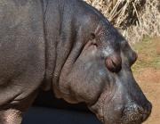 Sleepy maybe - Geoff Clark